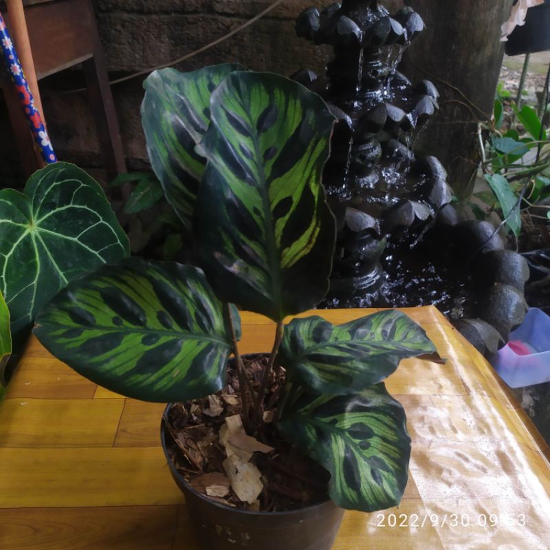 tanaman hias Calathea MAKOYANA | kalatea makoyana import