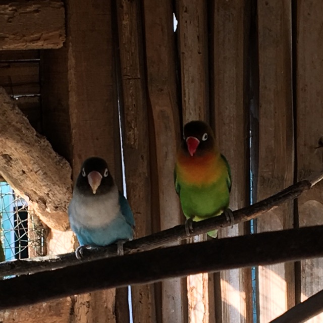 Khusus Cod Bandung Harga Termurah Burung Lovebird Anakan Juara