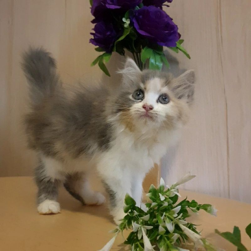 kucing persia dilute calico