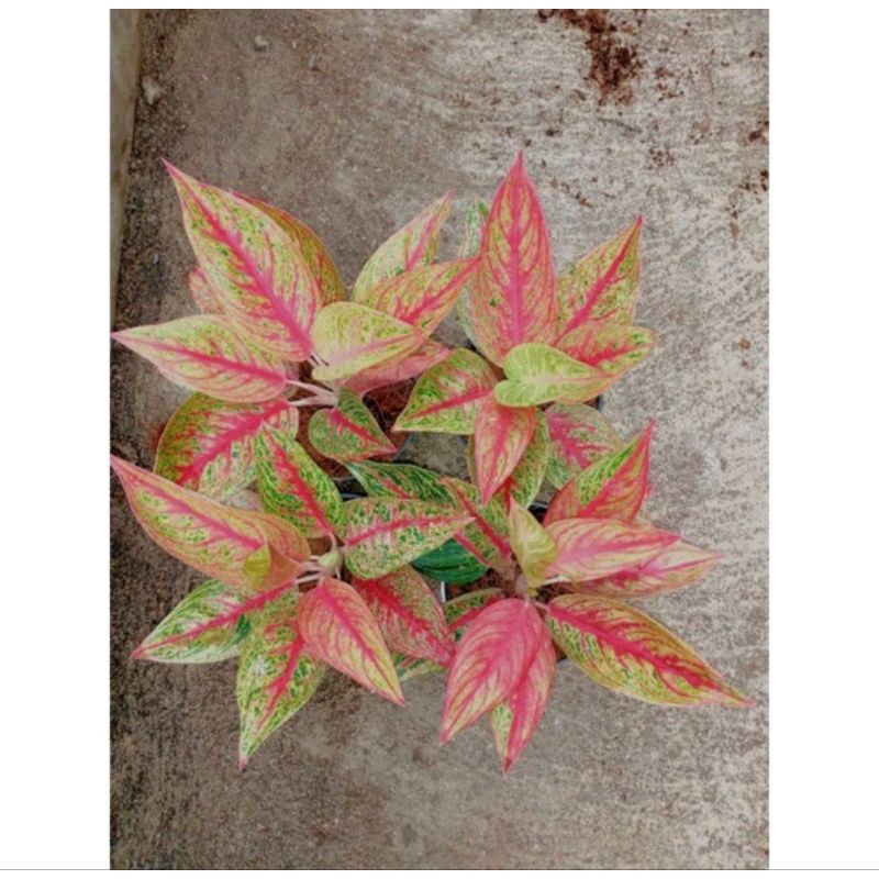 aglonema Red Legacy tulang ikan