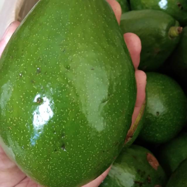 

Alpukat Mentega (PROMO 3KG 80rb)