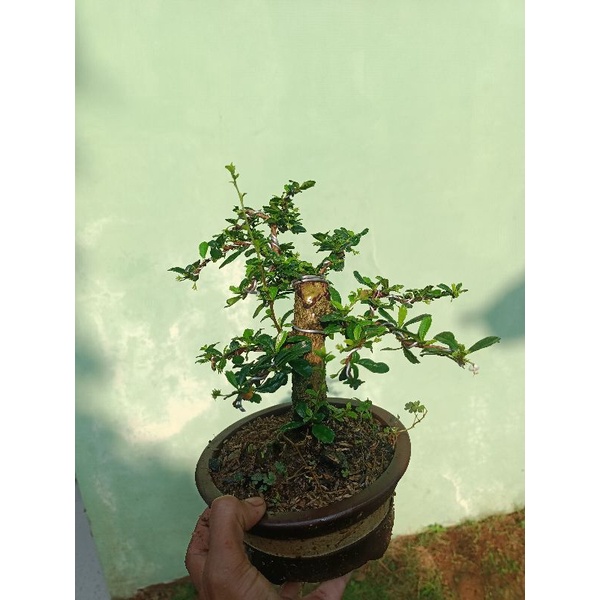 bonsai hokiantea Bonggol besar