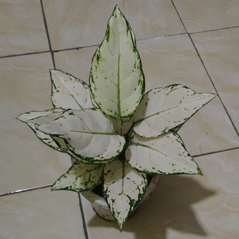 aglaonema super white
