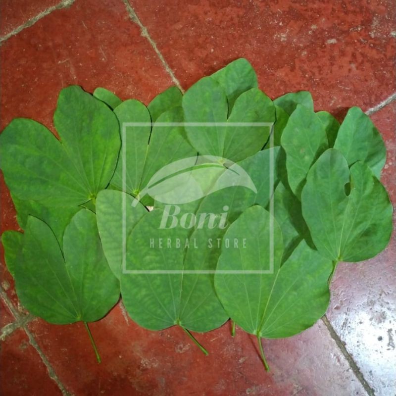 

Daun Kupu-Kupu Fresh 50 Lembar