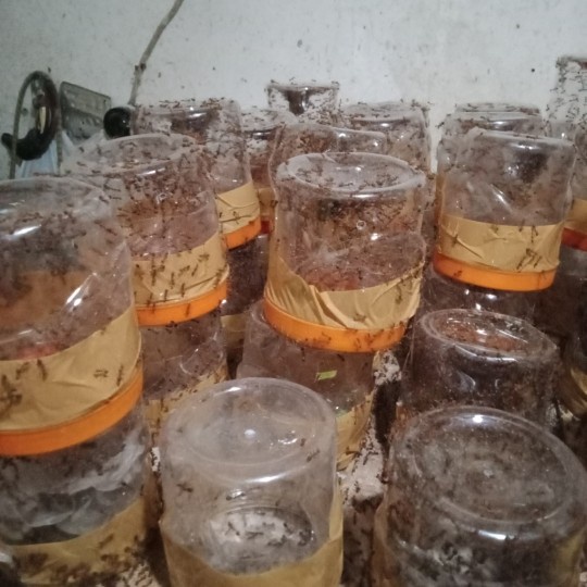 dsds01f Master Ratu Semut Rangrang Penghasil Kroto Super Ds201S