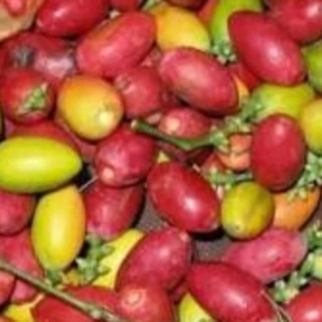 

Buah melinjo(tangkil)