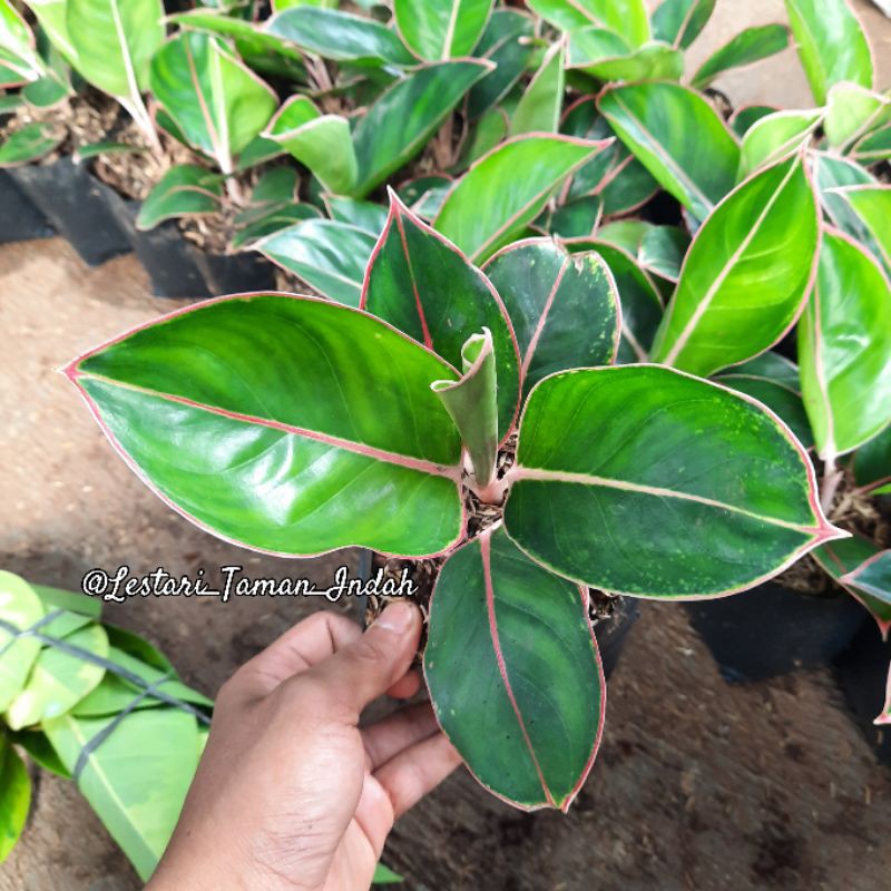 tanaman hias aglonema lipstik flaminggo pohon aglonema lipstik flaminggo