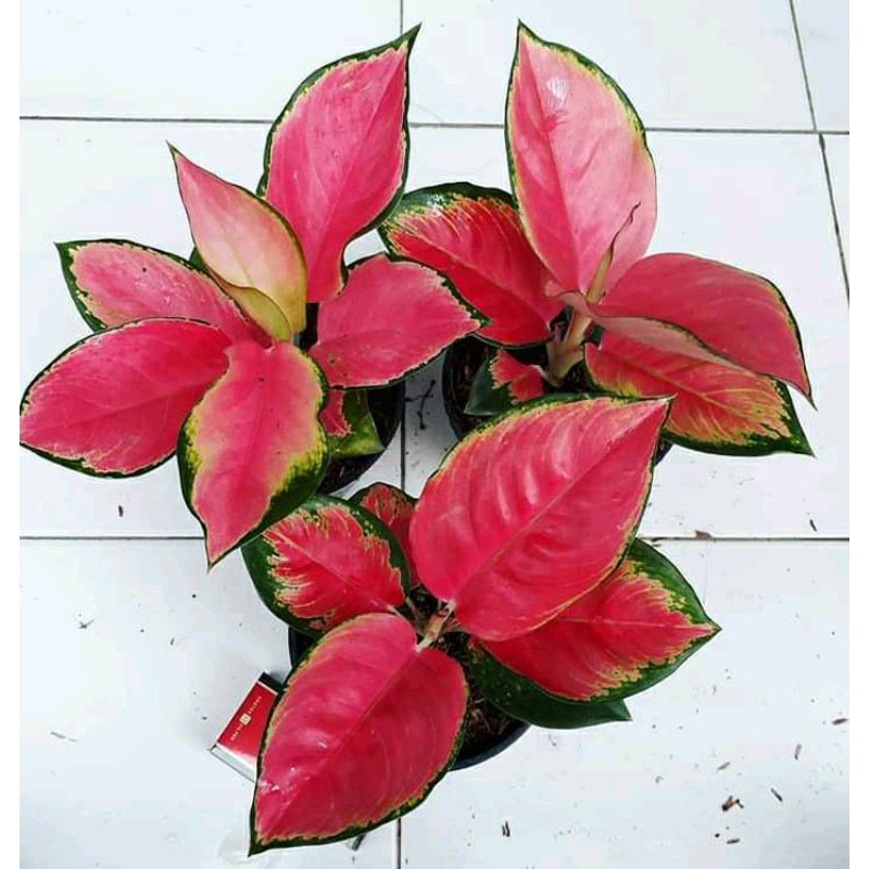 AGLONEMA RED MAJESTY