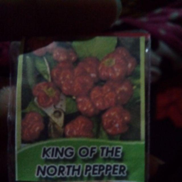 Biji Cabe king Of The North Pepper Seeds