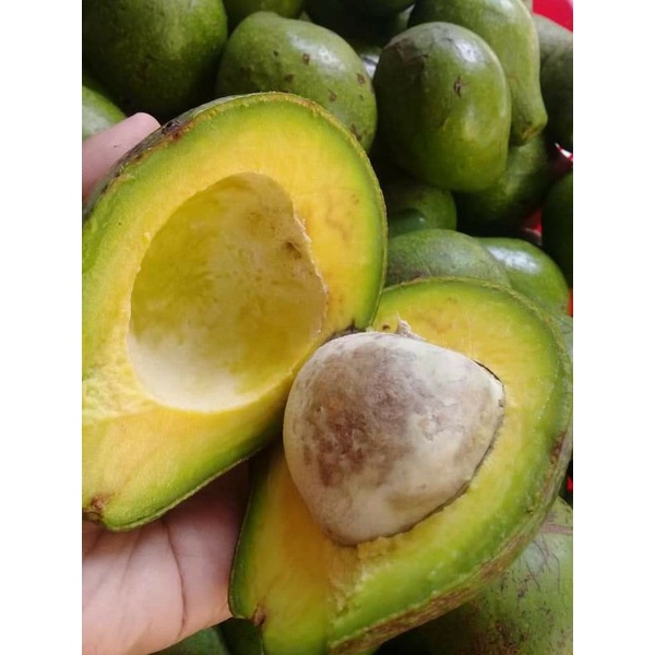 Buah alpukat mentega/avocado jawa tengah