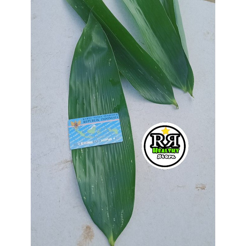 Jual Daun Bambu Segar Daun Bakcang Besar Bacang Indonesia Shopee Indonesia