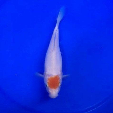 ikan koi tancho asal blitar TC01