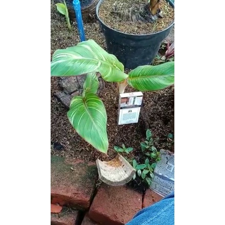 pisang varigata pisvar jenis kepok 2 pohon