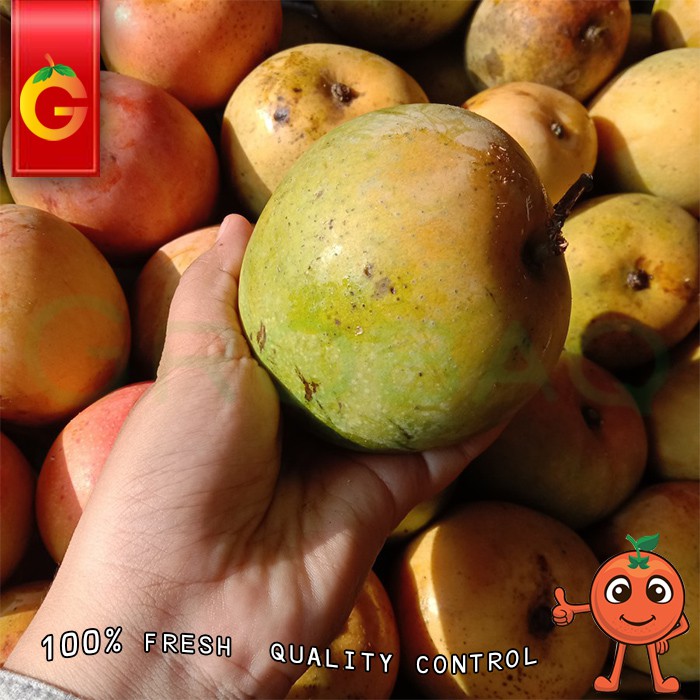 

MANGGA GEDONG FRESH 1KG
