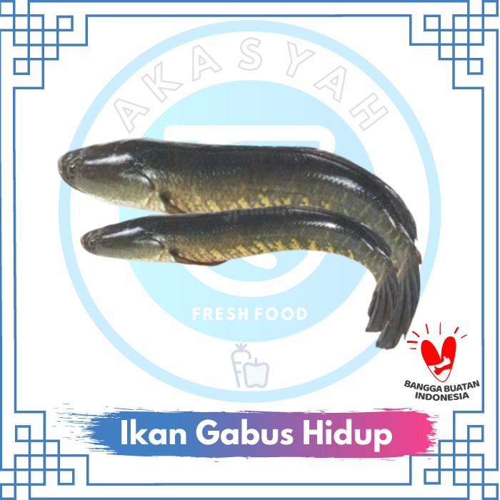 

Ikan Gabus Hidup - 500 Gram