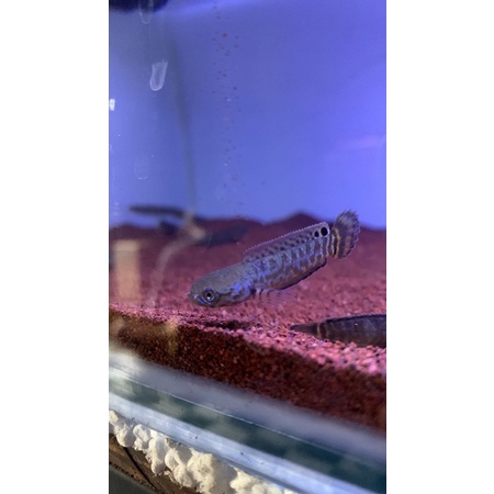 Channa Bleheri 5-6cm Premium Grade