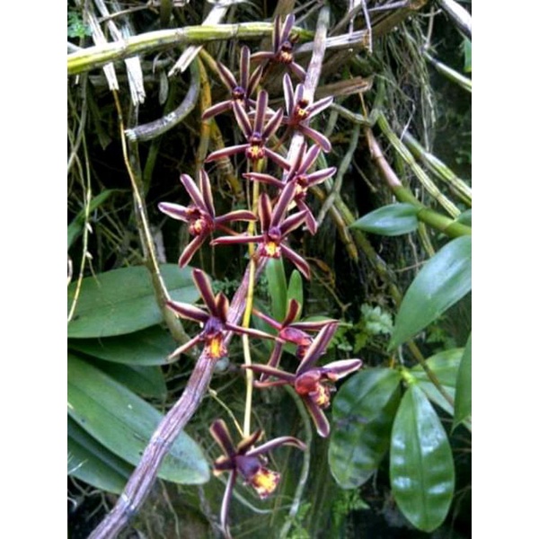 Anggrek cymbidium bicolor