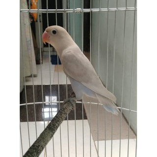 Burung Lovebird Lb Gs Blorok Biru Daput Langka Jinak Lolohan