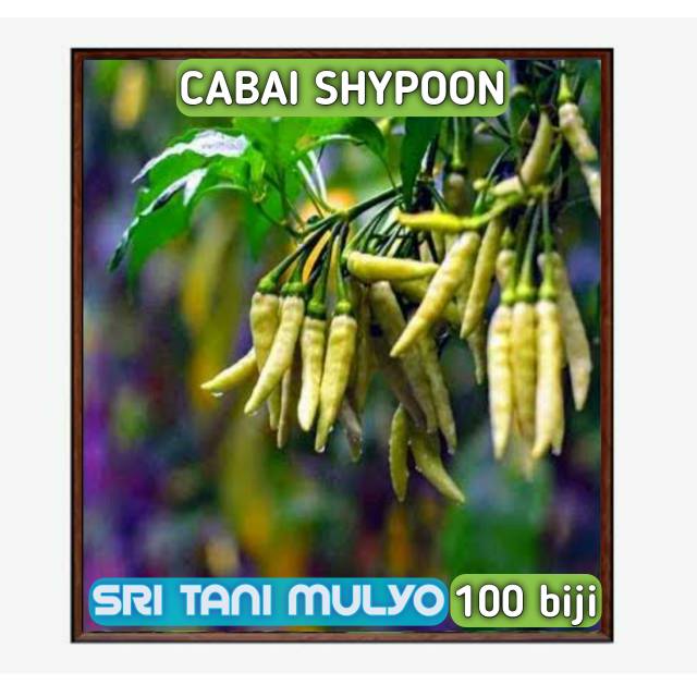 ID 100 BIJI - BENIH CABAI RAWIT BERANGKAI SHYPOON F1 - CABAI BERGEROMBO BIBIT SAYURAN VIRAL DEWATA