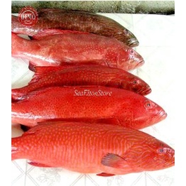 

Ikan Kerapu Segar Merah Lodi Hasil Laut Segar