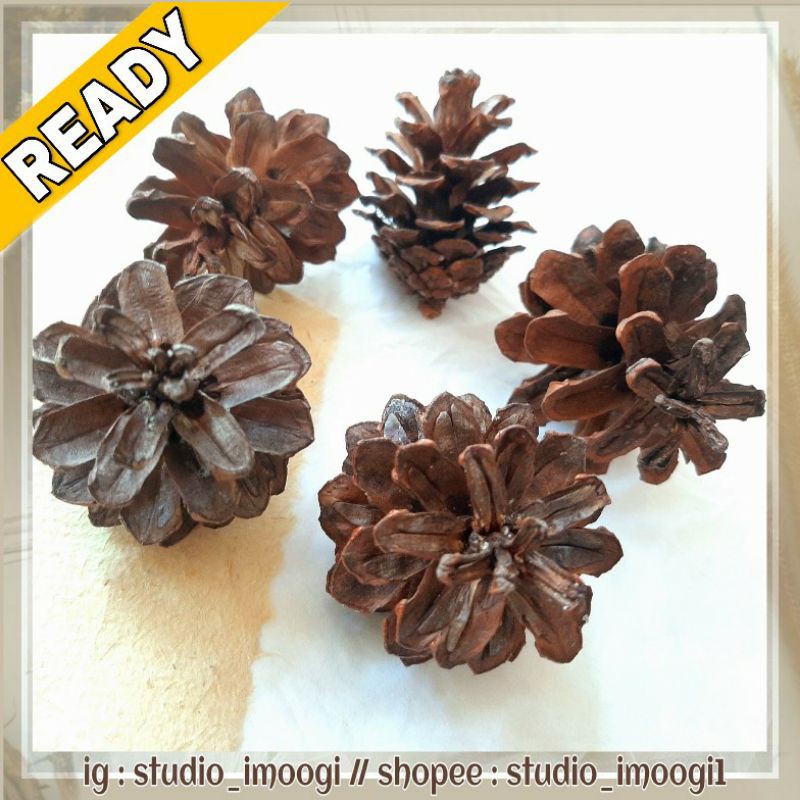 BUNGA PINUS ASLI PROPERTY FOTO Shopee Indonesia BUNGA PINUS ASLI PROPERTY FOTO Shopee Indonesia