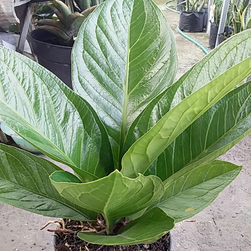 Anthurium Jemani  besar.bibit mangkok tornado.