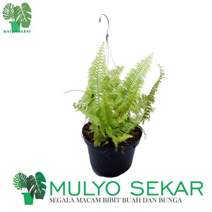 Tanaman Hias Daun Pakis Boston (Boston Fern)