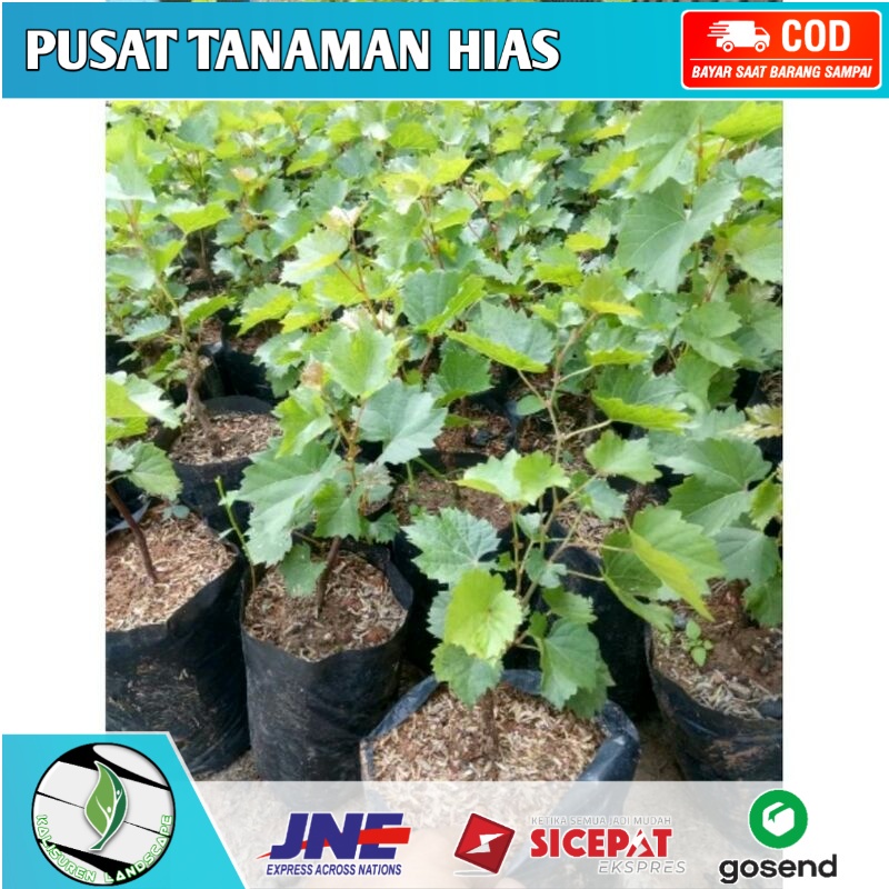 Bibit tanaman buah anggur moondrop