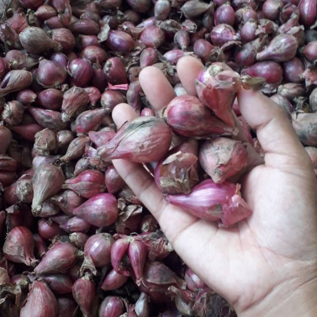 

Bawang merah brebes