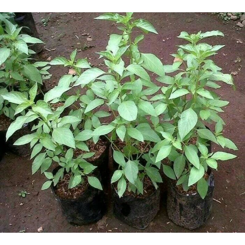 Bibit daun kemangi super murah