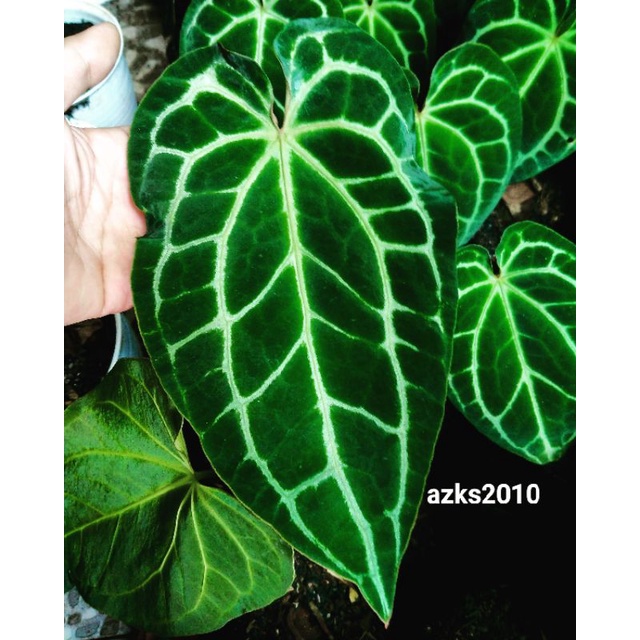TANAMAN HIAS KUPING GAJAH/ANTHURIUM CRYSTALINUM DARK VARIAN DAUN BESAR
