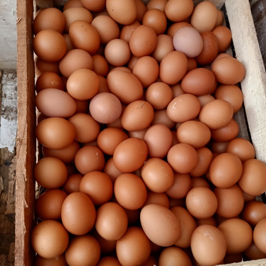 

TELUR AYAM FRESH 1KG