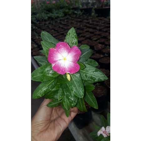Vinca Sultan Nirvana White Splash( plant berbunga)