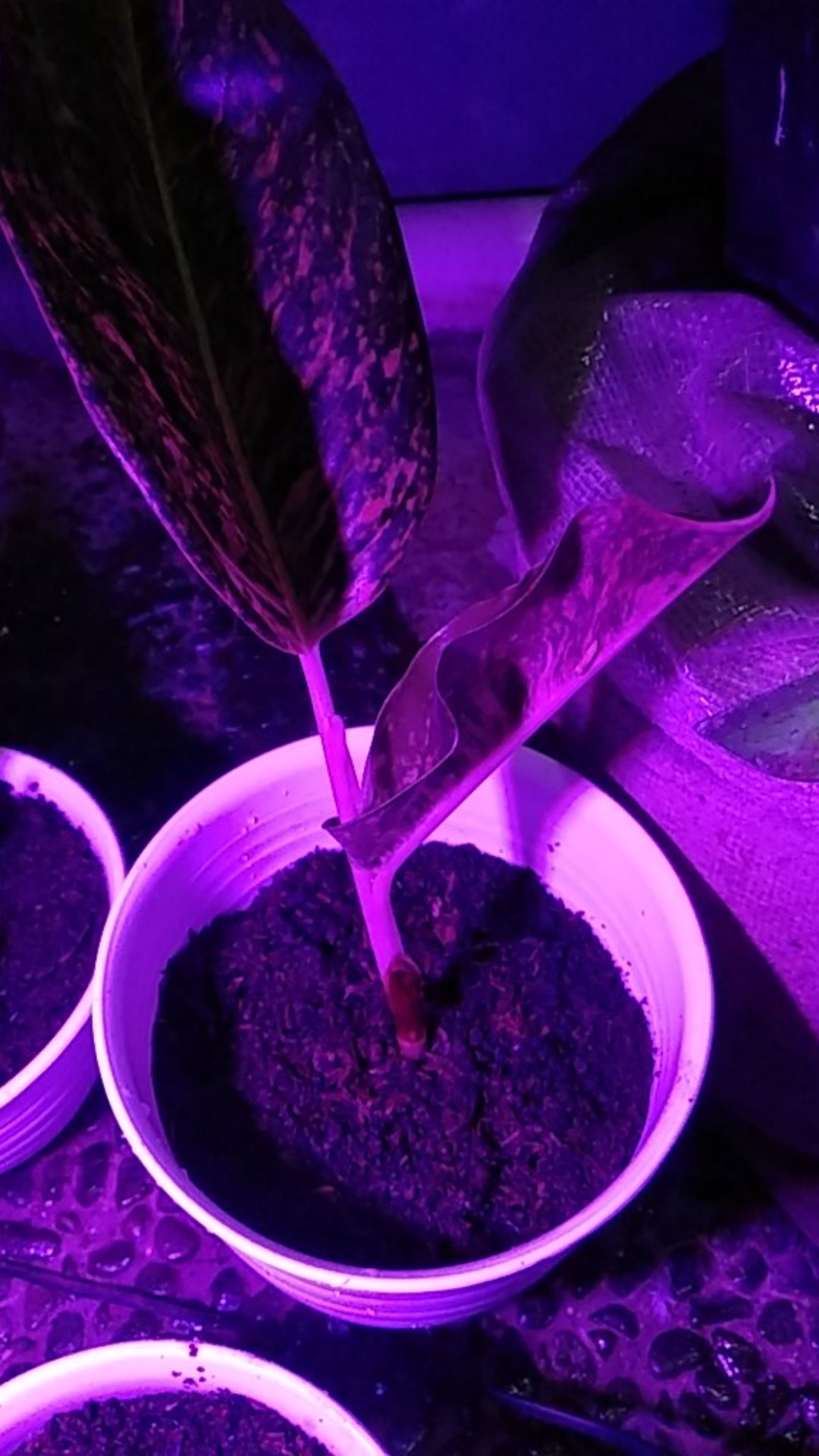 Aglonema Murah Warna Pink