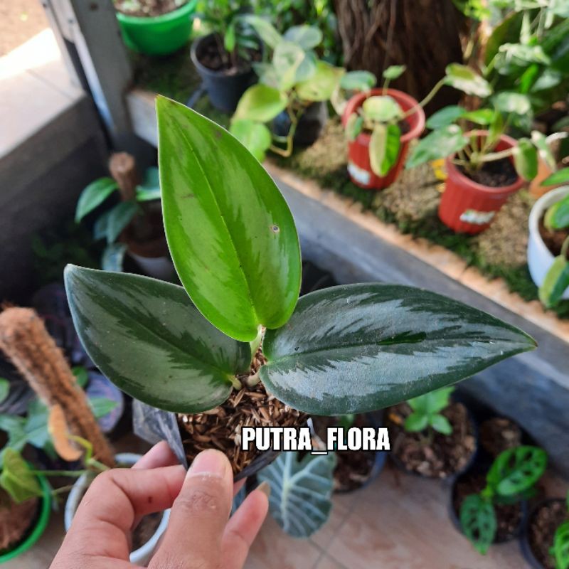 tanaman hias scindapsus moonlight scindapsus truebi moonlight