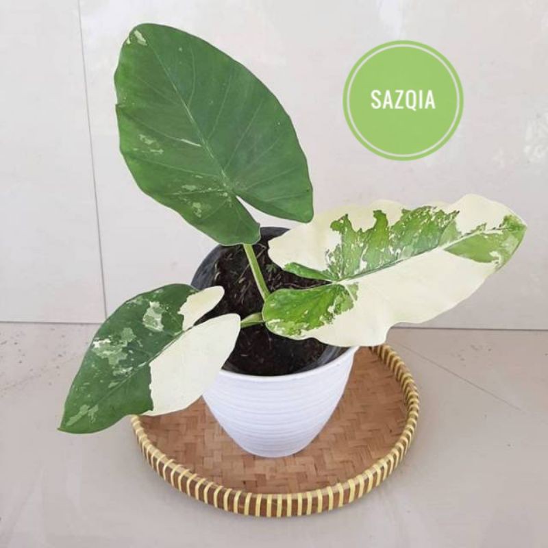 Keladi Sente Variegata/ Alocasia Sente Variegata