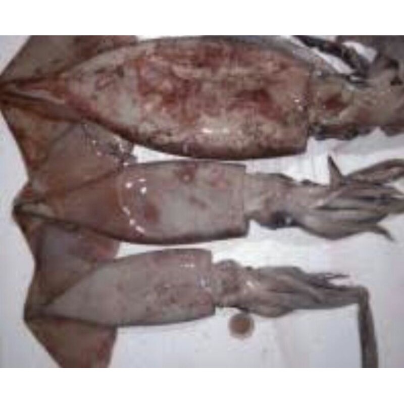 

Ikan CuMi fresh/500gr