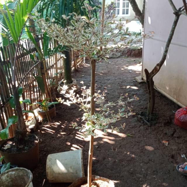 Pohon ketapang kencana varigata 1 meter - ketapang kencana