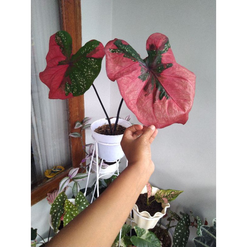 keladi baret indukan