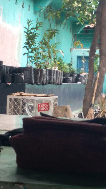 Bibit Tanaman Buah Kesemek Super