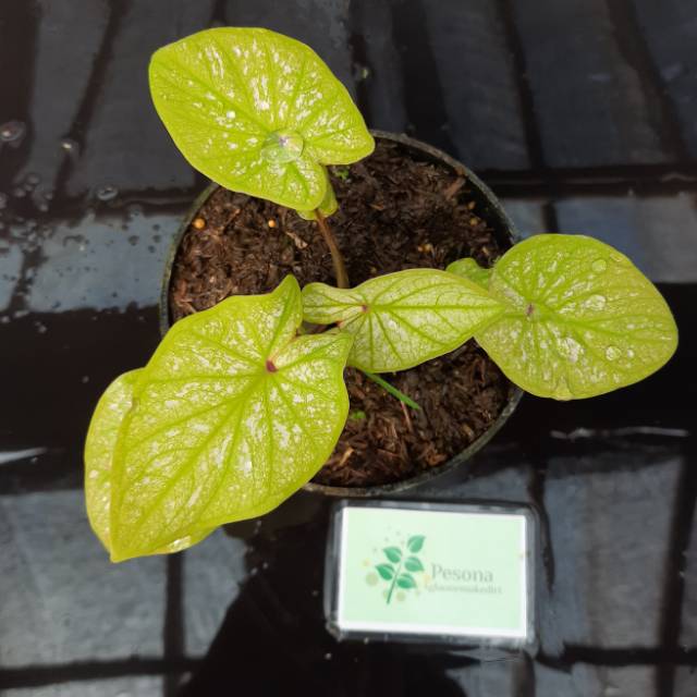 Caladium Keladi Roro Kuning Import Tanaman Hias Caladi Shopee Indonesia