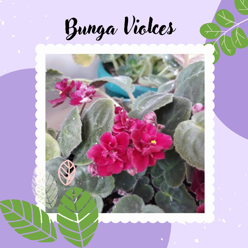 Bunga Violces  African Violets Red Violces Bunga Merah Tanaman Hias Cantik