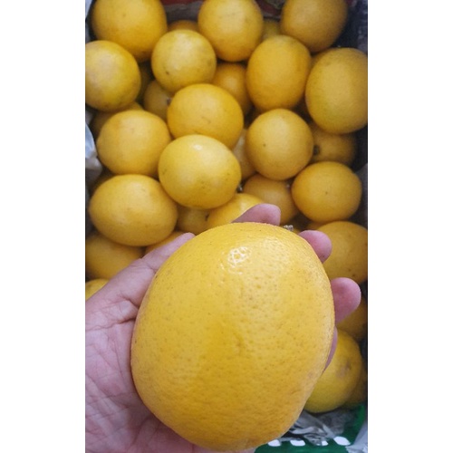 

LEMON CALIFORNIA FRESH uk besar 5-6bh/kg