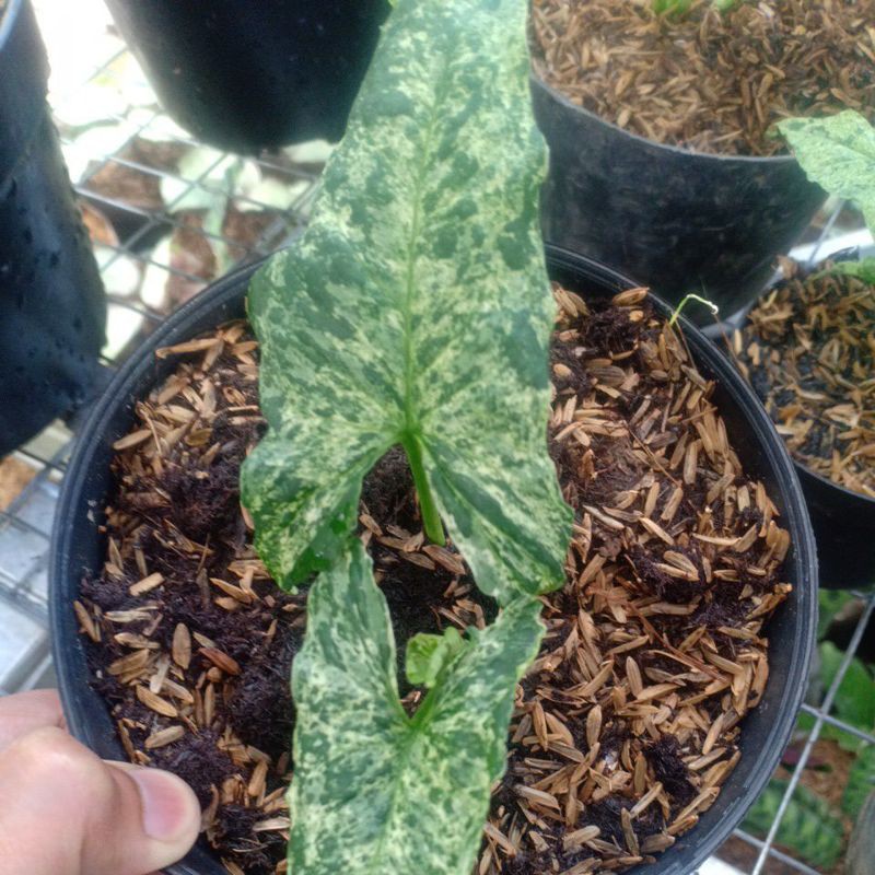 syngonium mojito