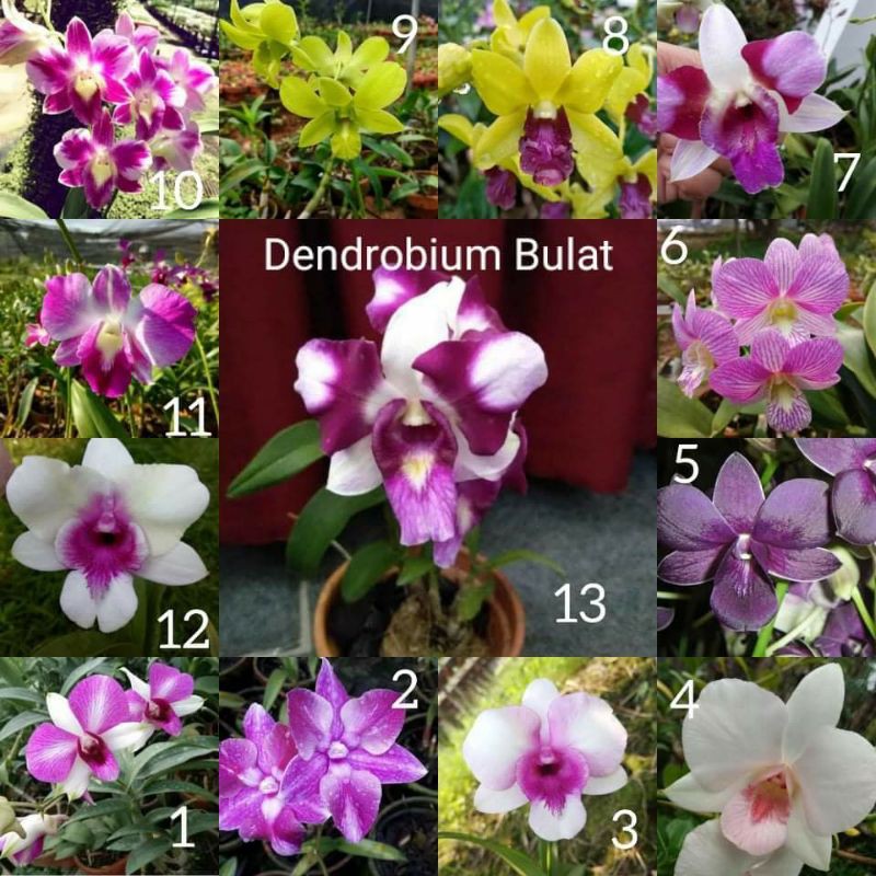 Paket 3 Remaja Anggrek Dendrobium Bulat Hybrid Bonus pupuk growmore