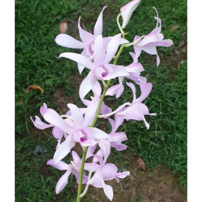 Anggrek Dendrobium Chanel