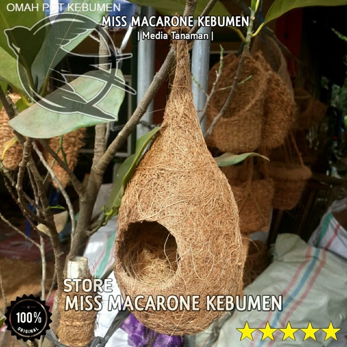 Glodok serabut kelapa burung lovebird