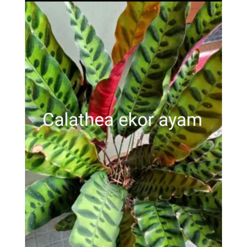 Tanaman Hias Calathea ekor ayam