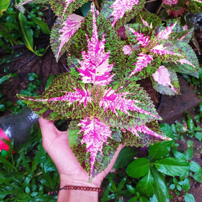 Tanaman hias miana premium pink - miana Betawi - menyana daun pink