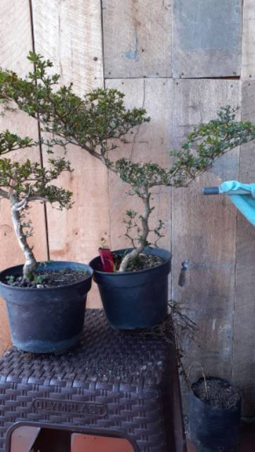 Bahan Bonsai Geometri Buchida Black Olive Impor